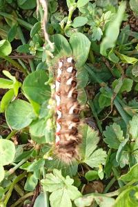 <i>Acronicta rumicis</i>