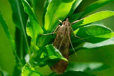 <i>Nomophila noctuella</i>