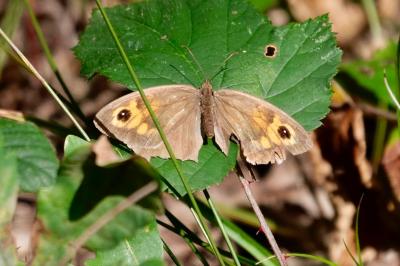 <i>Maniola jurtina</i>