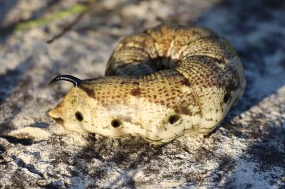 <i>Agrius convolvuli</i>
