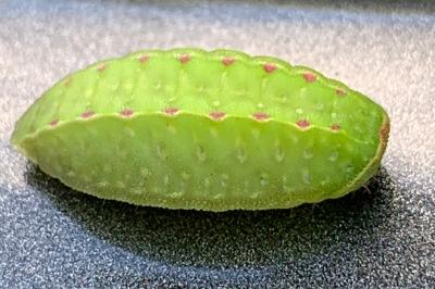 <i>Apoda limacodes</i>