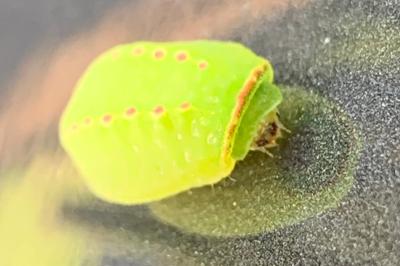 <i>Apoda limacodes</i>