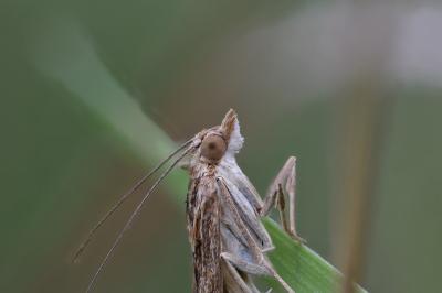 <i>Nomophila noctuella</i>