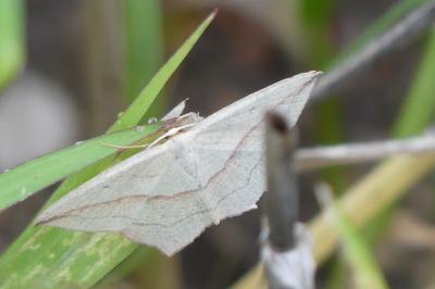 <i>Timandra comae</i>