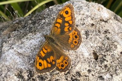 <i>Lasiommata megera</i>