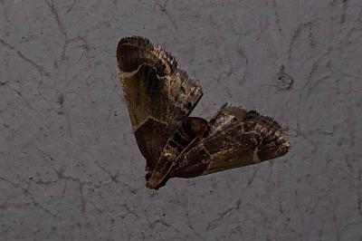 <i>Pyralis farinalis</i>