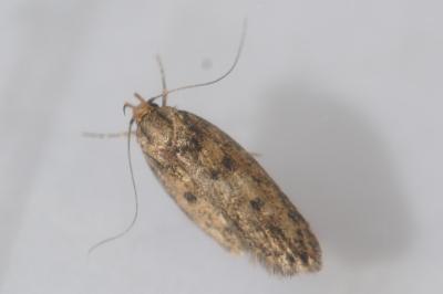 <i>Hofmannophila pseudospretella</i>