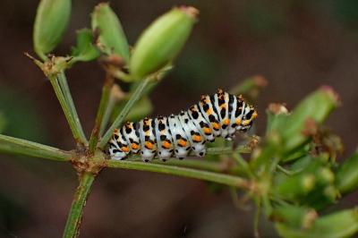 <i>Papilio machaon</i>