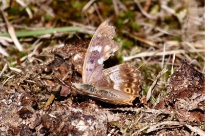 <i>Apatura ilia</i>