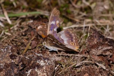 <i>Apatura ilia</i>