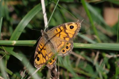 <i>Lasiommata megera</i>