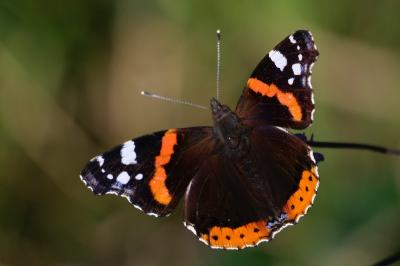 <i>Vanessa atalanta</i>