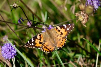 <i>Vanessa cardui</i>
