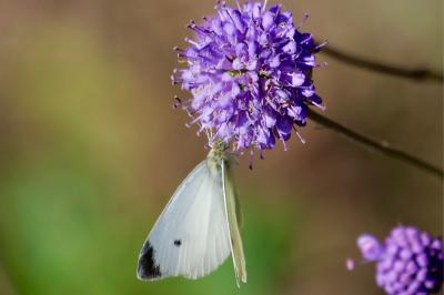 <i>Pieris rapae</i>
