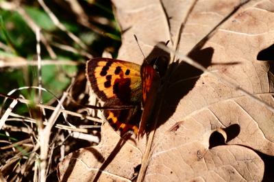 <i>Lycaena phlaeas</i>