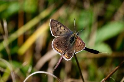 <i>Lycaena tityrus</i>
