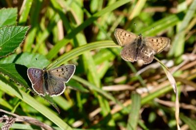 <i>Lycaena tityrus</i>