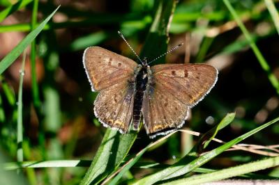 <i>Lycaena tityrus</i>