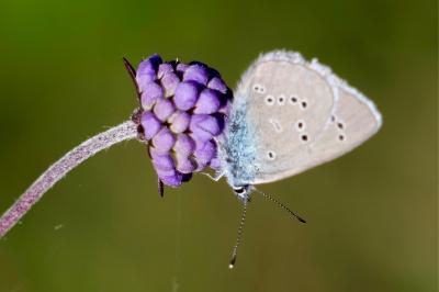 <i>Cyaniris semiargus</i>