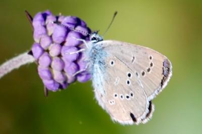 <i>Cyaniris semiargus</i>