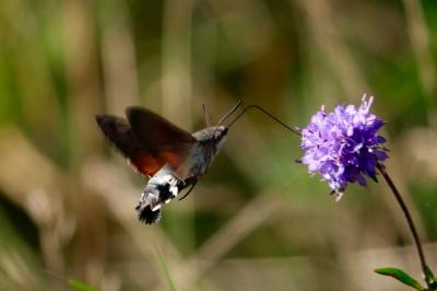 <i>Macroglossum stellatarum</i>