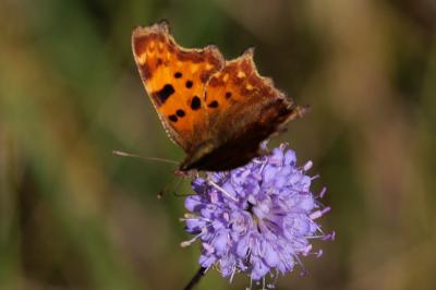 <i>Polygonia c-album</i>