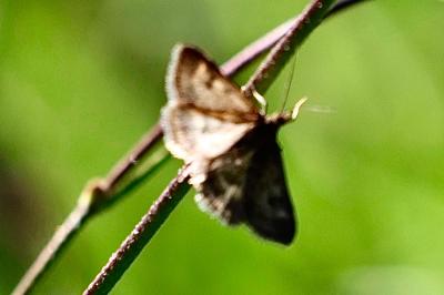<i>Pyrausta despicata</i>