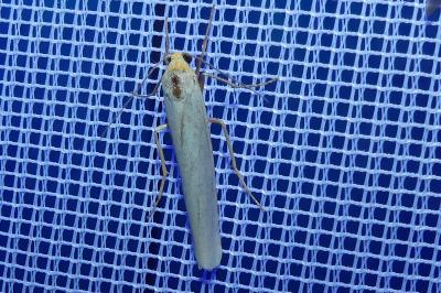 <i>Eilema caniola</i>