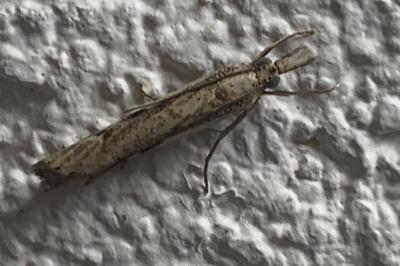 <i>Agriphila geniculea</i>