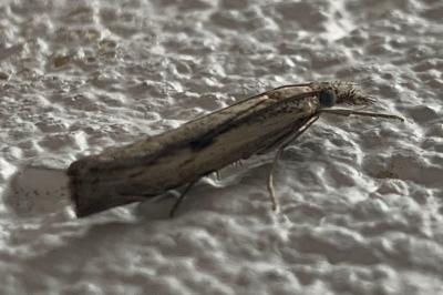 <i>Agriphila geniculea</i>