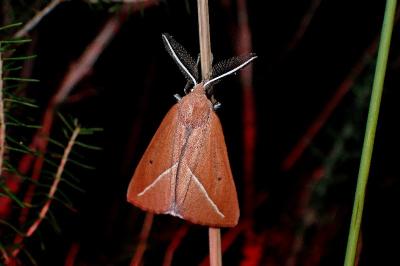 <i>Compsoptera opacaria</i>