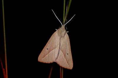 <i>Compsoptera opacaria</i>