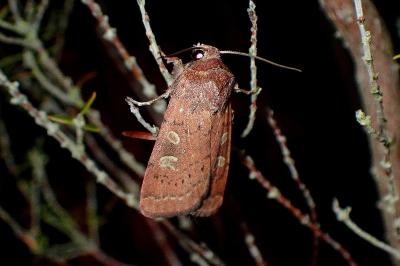 <i>Xestia xanthographa</i>
