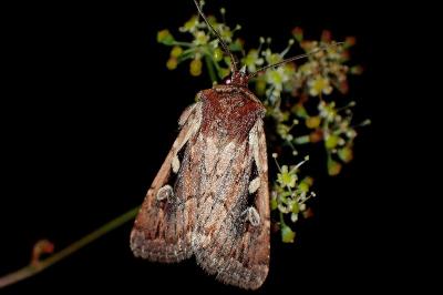 <i>Xestia agathina</i>