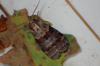 <i>Cymatophorina diluta</i>