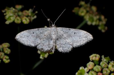 <i>Idaea seriata</i>
