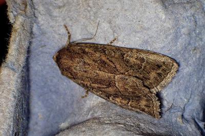 <i>Thalpophila matura</i>