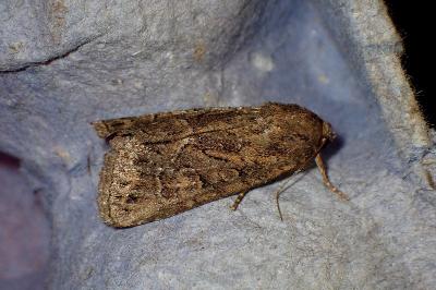 <i>Thalpophila matura</i>