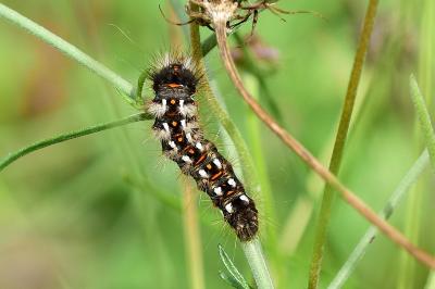 <i>Acronicta rumicis</i>