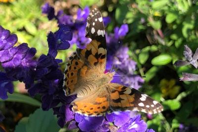 <i>Vanessa cardui</i>