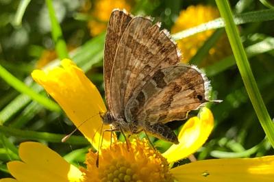 <i>Cacyreus marshalli</i>