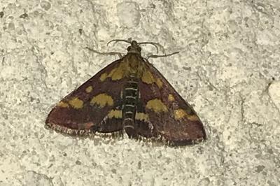 <i>Pyrausta purpuralis</i>