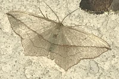 <i>Timandra comae</i>