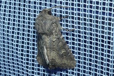 <i>Luperina testacea</i>