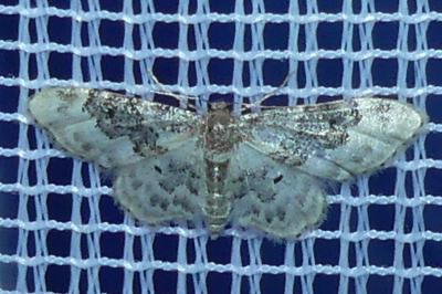 <i>Idaea rusticata</i>