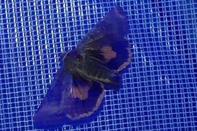 <i>Noctua janthina</i>