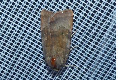 <i>Noctua janthina</i>