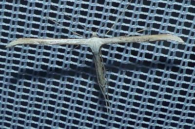 <i>Emmelina monodactyla</i>
