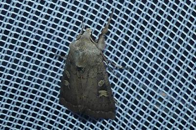 <i>Xestia xanthographa</i>