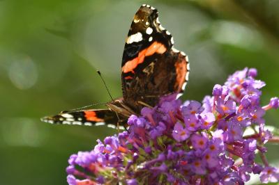 <i>Vanessa atalanta</i>